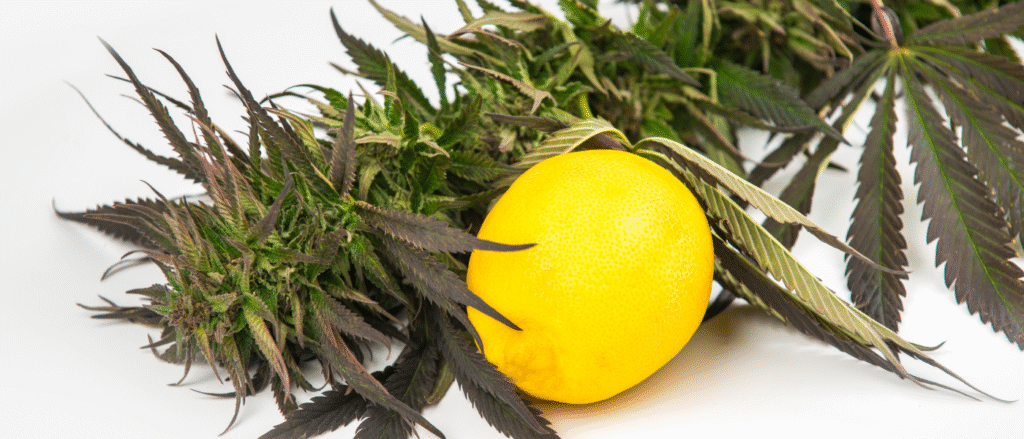 Terpenes in CBD Vapes