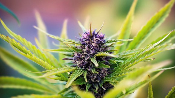 CBD Storage